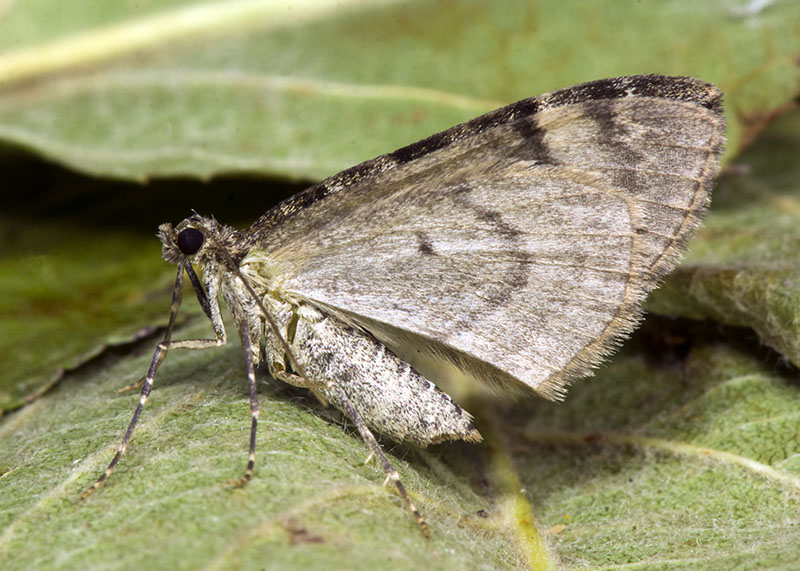 Geometridae: Thera sp.